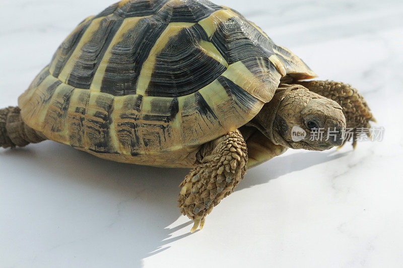 赫尔曼的乌龟(Testudo hermanni)享受阳光，爬行在白色的表面